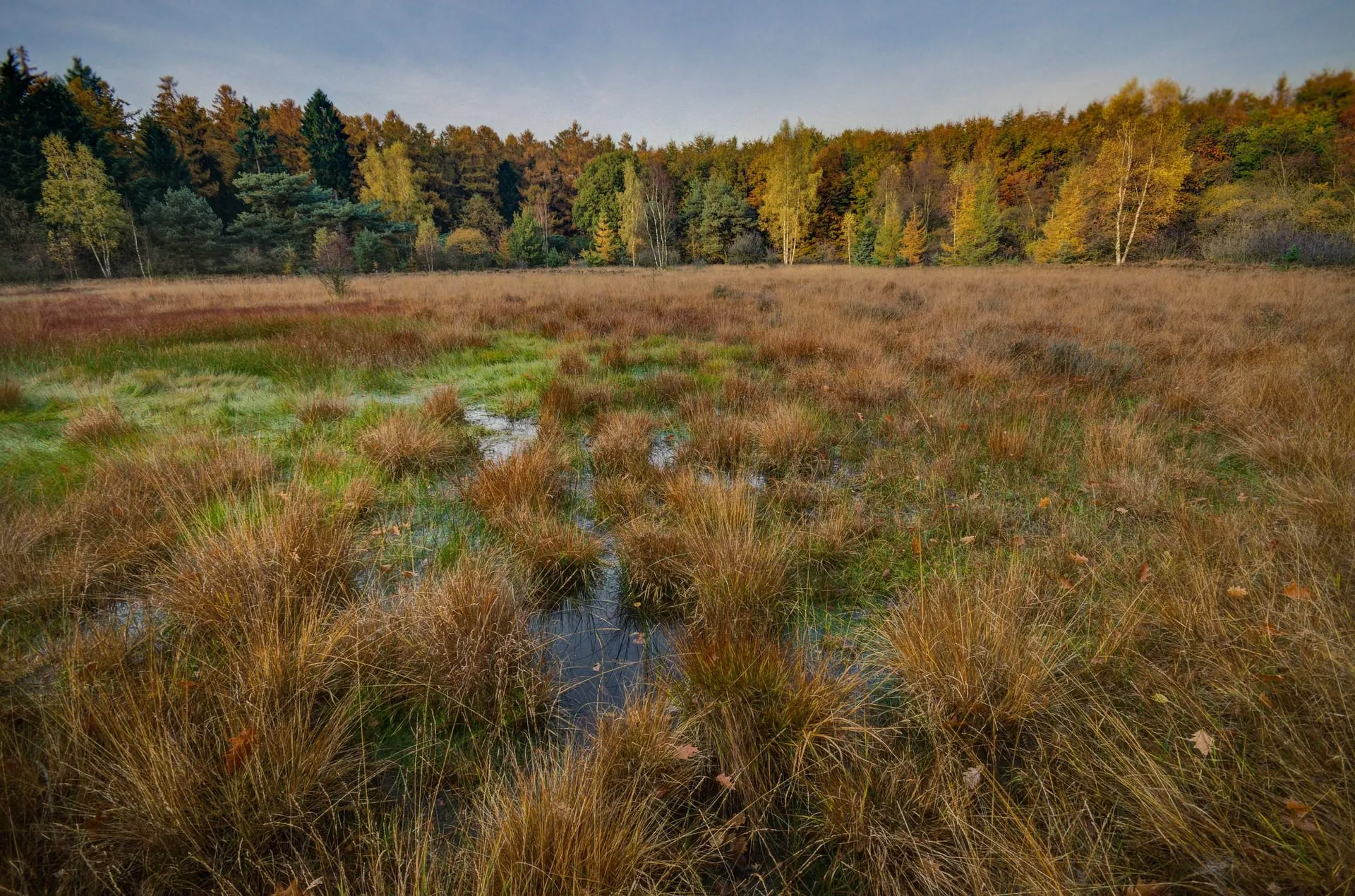 Bog shoe hiking